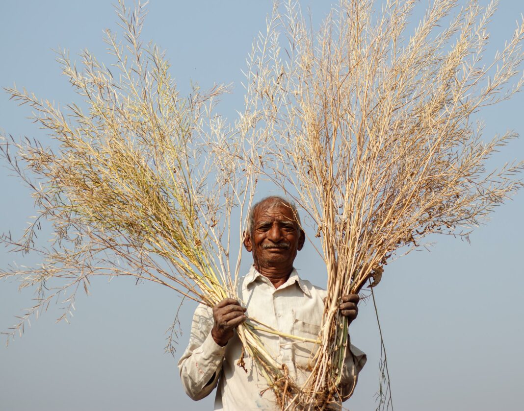 Farmer holding harvested emmer wheat.