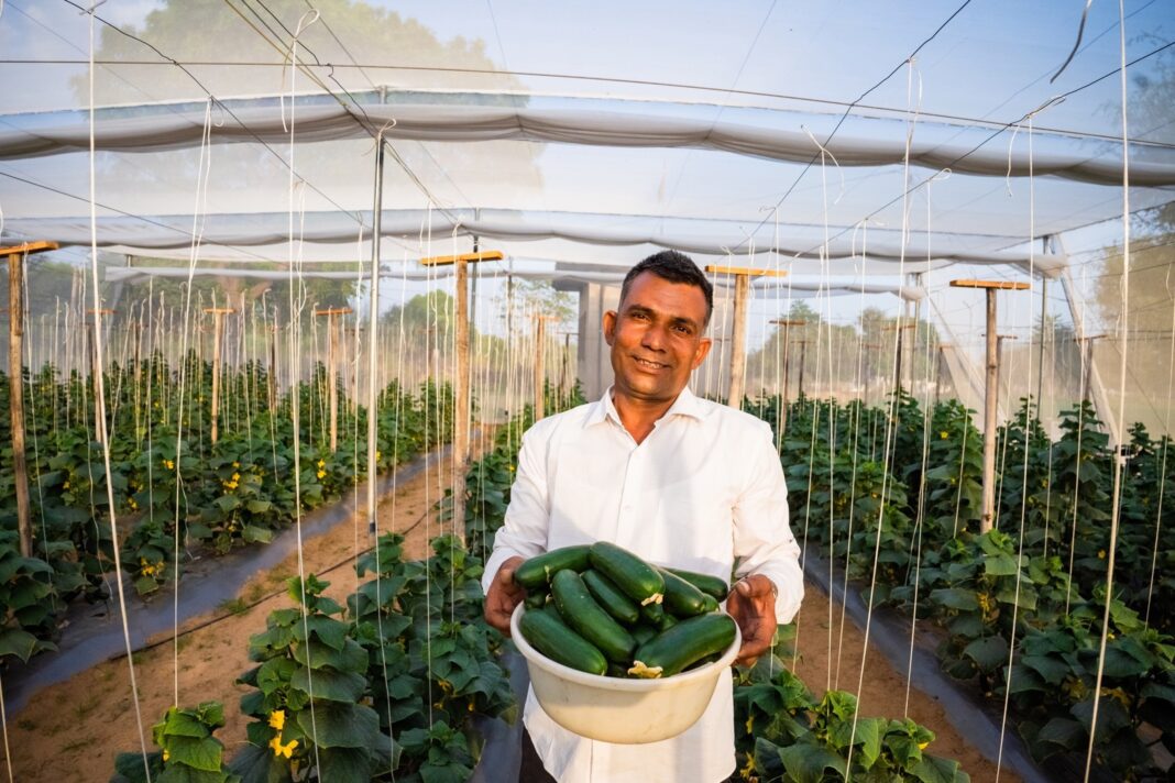 man with basket of cucumbers in greenhouse