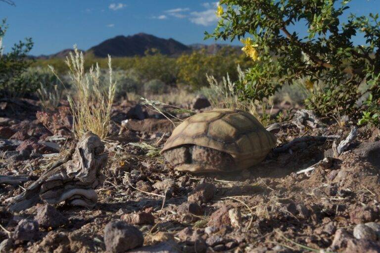 3D Printed Tortoises Offer Threatened Species Protection from Predators