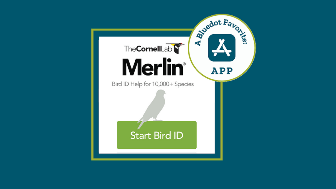 Merlin Bird App