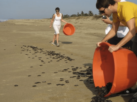 In Mexico’s Playa Viva, Visitors Help Protect Sea Turtles