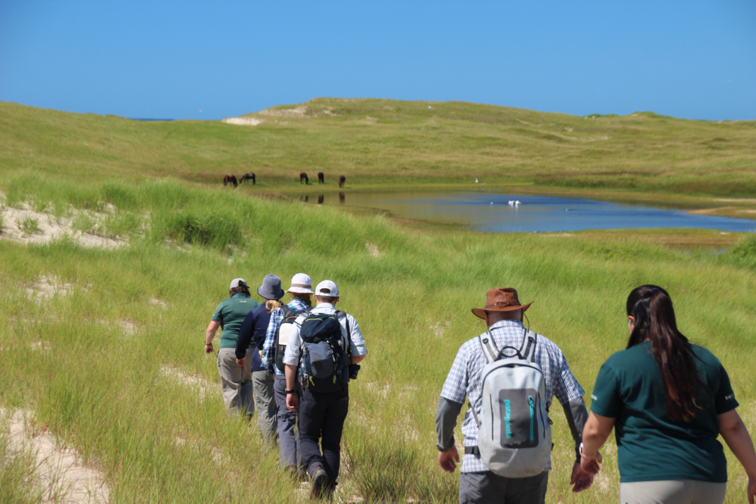 Group of people walking toward wild horses at a pond.