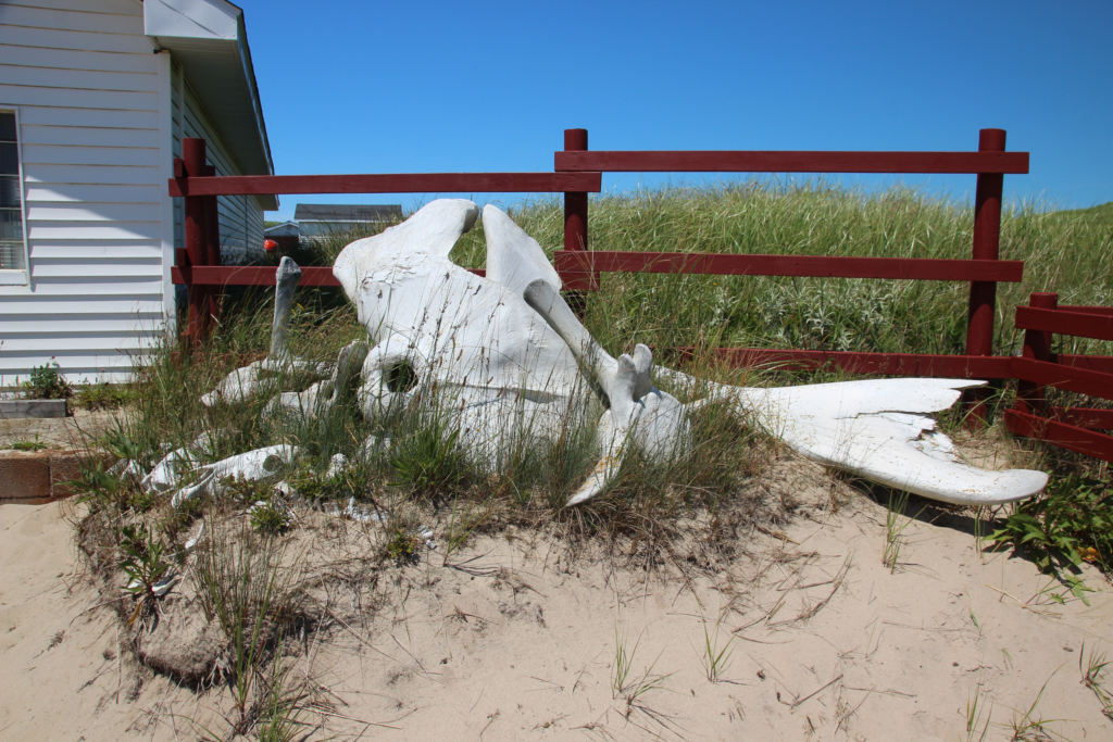Whale bones at main station in Sable Island.